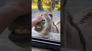 The donkey who begged for food at the window animals love shorts [upl. by Sibyls219]