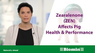 How Zearalenone ZEN Affects Pig Health and Performance [upl. by Ahsinroc138]