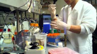 protein prep  second spin making lysate mixtures  and adding ninta resin3gp [upl. by Osbourne]