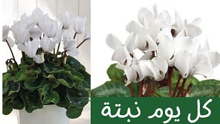 كل يوم نبتة الحلقة 46 نبات بخور مريم  سيكلامين One plant a day  cyclamen plant [upl. by Britte]