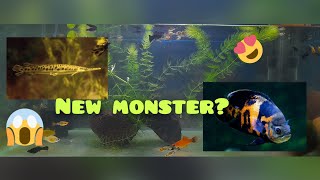 Adding new fish 🐟 to Molly tank monster fish Setup mollyfish tank new [upl. by Panaggio627]