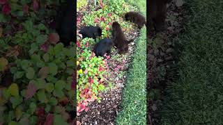 Newfoundland puppies in strawberry patch [upl. by Gautier808]