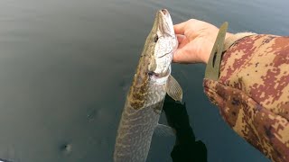 BELLY BOAT  Lago di Varese Bardello [upl. by Bohaty]