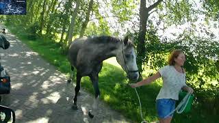 Rit Friesland Deel 2 Paardenboel en Audio Error [upl. by Gensmer655]