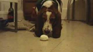 Boiled egg Vs basset hound [upl. by Asenej]