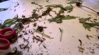 How to Collect Zinnia Seeds Save Money Gardening [upl. by Rocray]