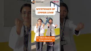 MYOTOMES OF UPPER LIMB [upl. by Tayler]