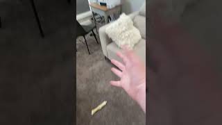 What happen to my dog my subscribers [upl. by Shaughnessy340]