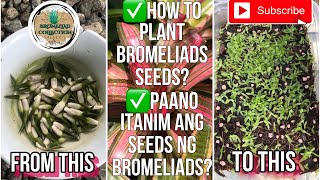 How to Plant Bromeliad Seeds  Paano Itanim ang Seeds ng Bromeliads [upl. by Williamson647]