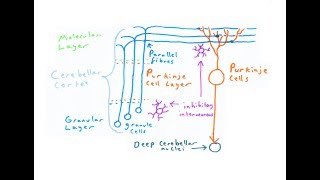 The Cerebellum [upl. by Maggy]