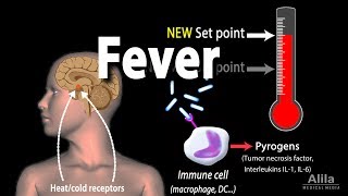 Induction of Fever Control of Body Temperature Hyperthermia Animation [upl. by Waller]