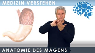 Anatomie des Magens Super Zusammenfassung│Dr Dr Damir del Monte│Encephalon MedVideos bei Lecturio [upl. by Kenelm]