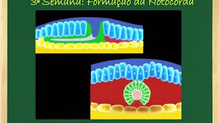 Profa Ivana Revisao GASTRULACAO NOTOCORDA SOMITOGENESE [upl. by Eserahs]