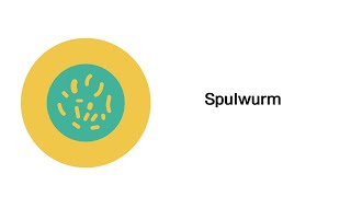 Spulwurm  Infektionskrankheiten [upl. by Barmen]