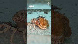 Timelapse captures spider crab molting [upl. by Etrem504]