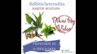 Bolbitis heteroclita  raritní druh vodnirostlinkycz [upl. by Sokcin]