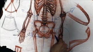 Anatomy Workshop Volume 3 Skeletal Structure Mechanics and Proportion [upl. by Conger]