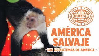 América Salvaje  Los Ecosistemas de América  Documental Completo en Español [upl. by Ttergram]