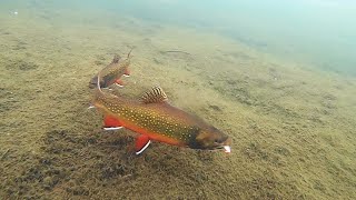 Ice Fishing for Chunky Brook Trout Underwater View [upl. by Alrep]