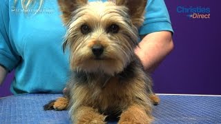 Grooming Guide  Yorkshire Terrier Puppy Trim  Pro Groomer [upl. by Levana]