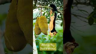 Malabar Giant Squirrel Ratufa indica eating कटहल Katahal Jackfruit🌹⁶☆•⁵ [upl. by Harbour]