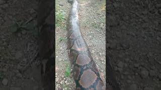 World lengthiest pythons found reticulatedpython [upl. by Sarette]