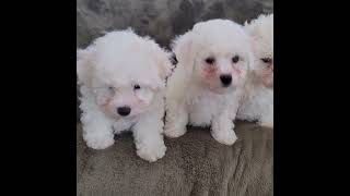 The Three Bichon Frise Sisters at 53 days [upl. by Nnylirej331]