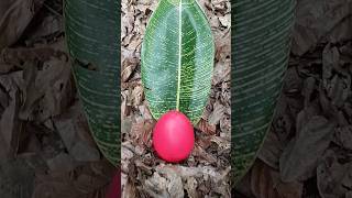 Finding some millipedes and egg millipede egg millipedes fypシ゚ [upl. by Lammond]