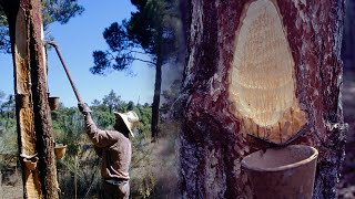 Los resineros Obtención tradicional de la resina de los pinos  Oficios Perdidos  Documental [upl. by Adamo]