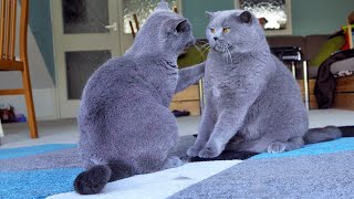 British Shorthair Fighters [upl. by Aisined495]