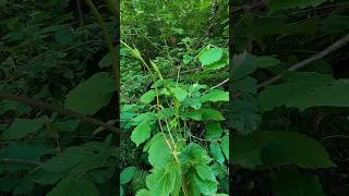 Hop Shoots Humulus Lupulus [upl. by Regni]