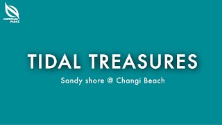 Sandy Shore At Changi Beach  Tidal Treasures [upl. by Nyad652]