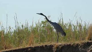 Tricolored Heron Lower Zambezi National Park [upl. by Eirtemed141]