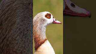 Egyptian Goose closeup shorts goose [upl. by Heiner]