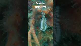 A Bearded fireworm Scuba diving in Azores [upl. by Sisxela900]