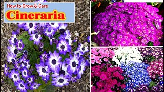 How To Grow Cineraria With Full Care  How To Grow Cineraria From Seeds [upl. by Frasco516]