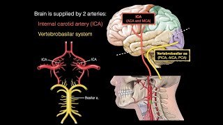 Blood supply to the brain [upl. by Lahsiv302]