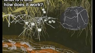 Mycorrhiza II – what is it and how does it work [upl. by Dosi247]