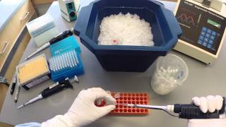 PCR Protocol  Part 1 [upl. by Leakcim557]