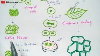 Protoplast culture method  Made easy  Bio science [upl. by Koenig]