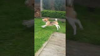 Beagle Dog Barks Excitedly at Seeing a Bird [upl. by Nedmac]