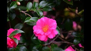 Sasanqua Camellias [upl. by Yna575]