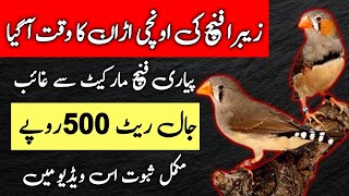 Zebra Finch Jaal Rates Lalukhet Karachi  Finch Jaal Rates Update Today  Mini Zoo [upl. by Aizitel574]