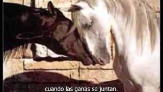 Caballo Viejo  Simon Diaz with English subtitle [upl. by Ingham]