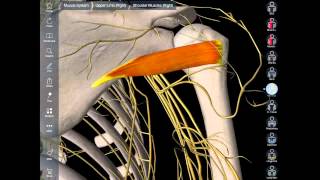 Anatomy of the Axillary Nerve [upl. by Maryrose]