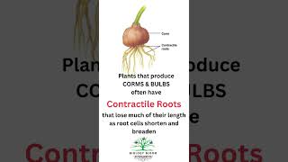 Contractile Roots characteristic feature of CORMS and BULBS biologybloom [upl. by Stokes525]