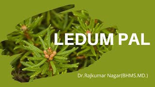 Ledum Palustre by DrRajkumar Nagar BHMSMD [upl. by Arraic]