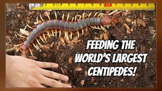 Scolopendra Gigantea [upl. by Ecitnerp633]