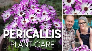 🌸 Pericallis Plant Care  Senetti Magenta Bicolor 🌸 [upl. by Neetsyrk]