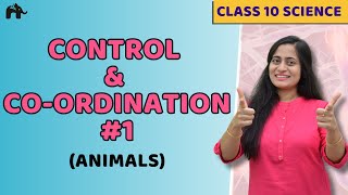 Control And Coordination Class 10 NCERT Chapter 7 1  Endocrine  Nervous system in Animals  CBSE [upl. by Saidee]